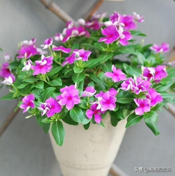 长春花的养殖方法(长春花为什么叫夺命花)