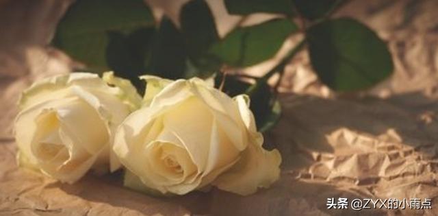 白玫瑰的含义是什么意思（白玫瑰象征着什么意思）