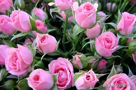 多少支玫瑰花语大全（多少支玫瑰花语大全网站）