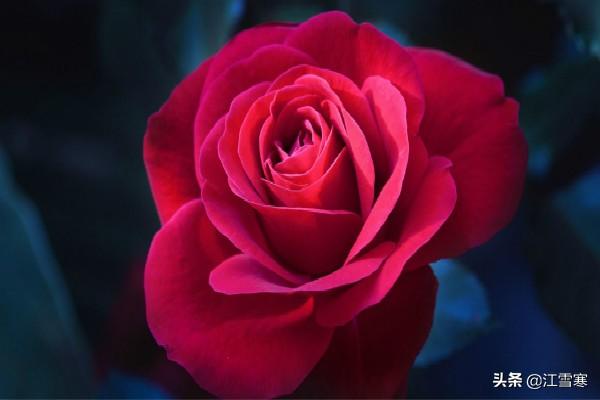 赞美玫瑰花的优美短句（赞美玫瑰花的优美短句子）