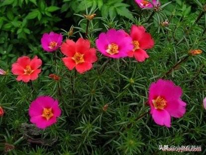 太阳花图片高清大图（太阳花图片高清大图壁纸）