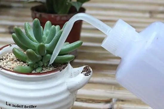 养多肉浇水记住3句口诀（养多肉浇水记住3句口诀冬季）