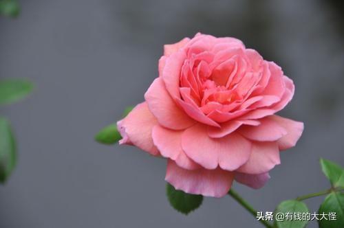 月季花的花语代表什么寓意(月季的花语是啥)