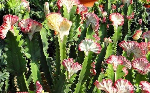 开花的仙人掌图片(倒挂开花的仙人掌图片)