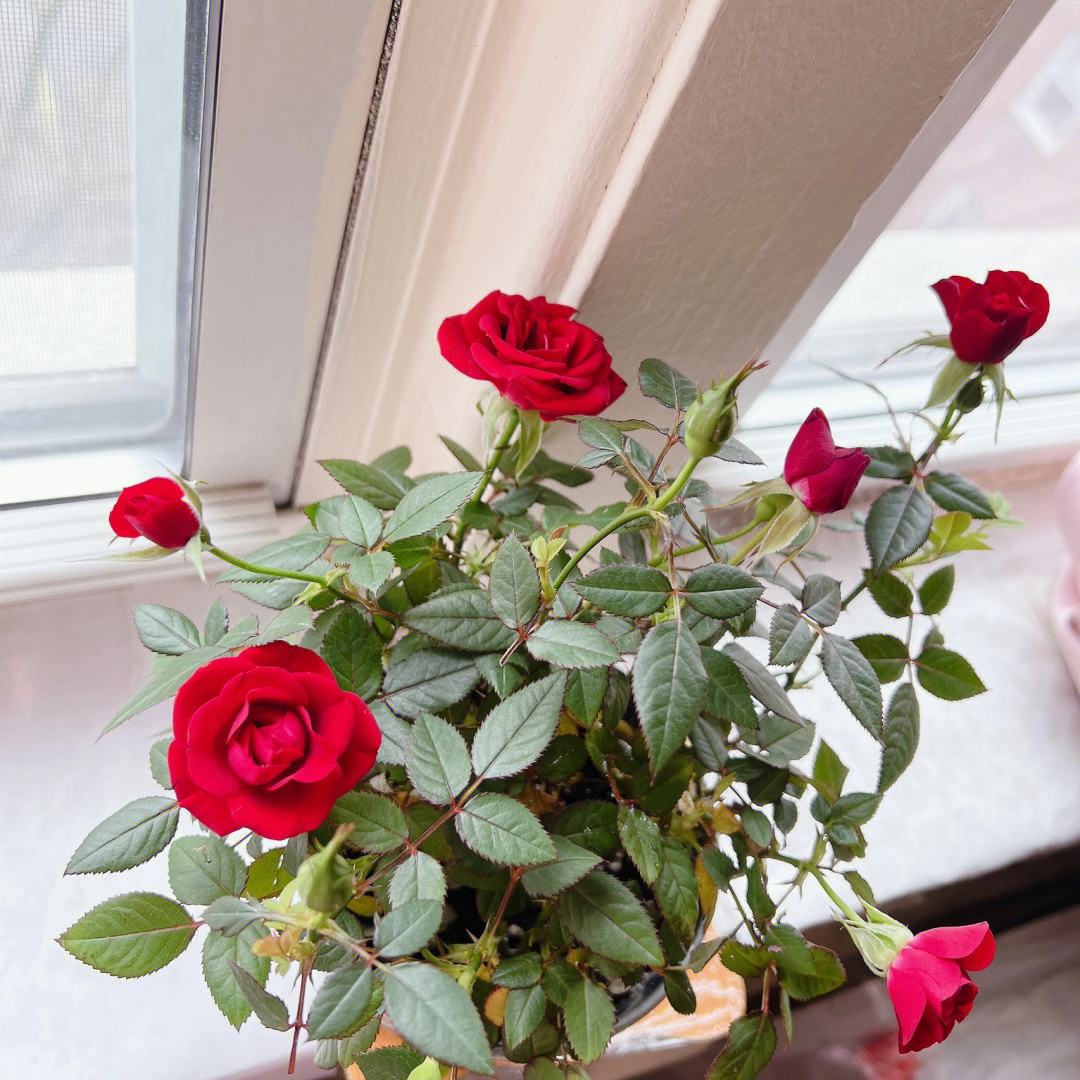 玫瑰的种植方法（阳光玫瑰的种植方法）