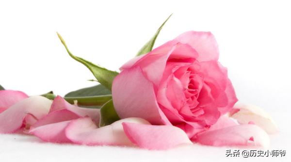 66朵玫瑰啥意思（66朵玫瑰什么意思）