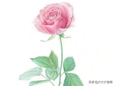 花的图片大全大图素描画(花的图片描绘)