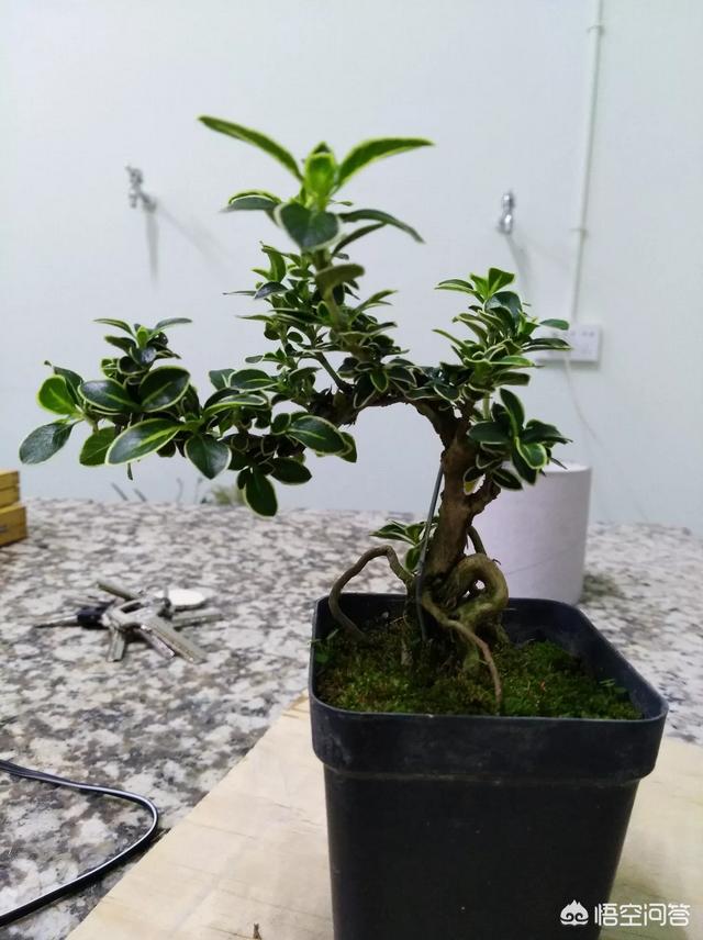 紫薇花很清晰的图片(紫薇花啥样)