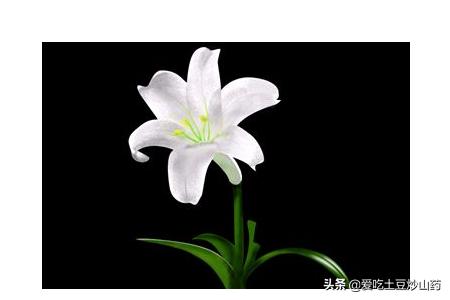 母亲节的时候送什么花（母亲节的时候送什么花给女儿）