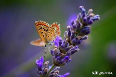 薰衣草的寓意（薰衣草的寓意和花语）