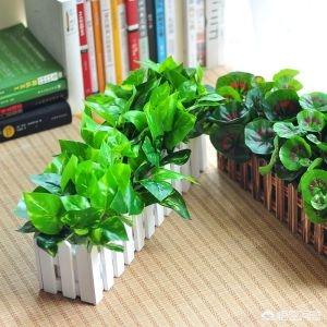 绿萝几天浇一次水合适（绿萝几天要浇一次水）