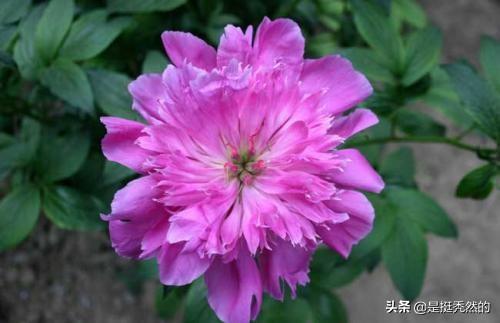 芍药花啥时候开花（芍药花在什么时间开花）