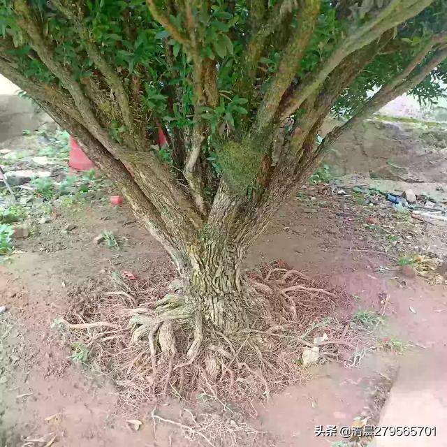 黄杨的价格（黄杨益丸的价格）