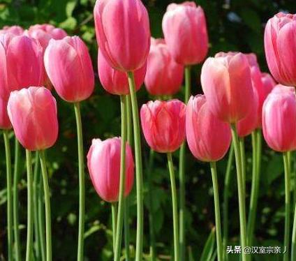 十朵郁金香的花语(12朵郁金香的爱情寓意)