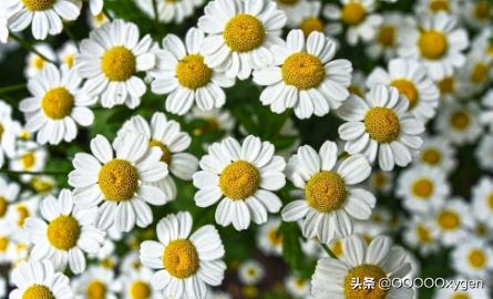 送小雏菊的寓意（送小雏菊花代表什么意思）