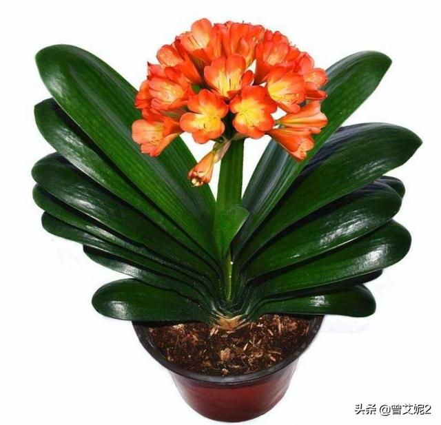 君子兰最简单的配土（君子兰花怎样配土）