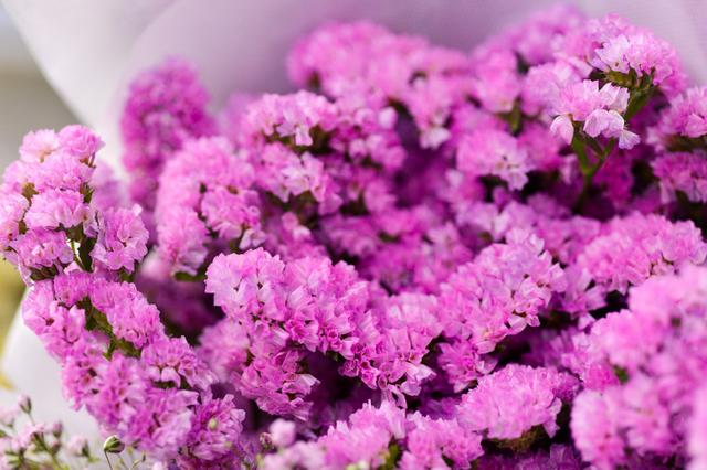 勿忘我图片真实照片（勿忘我图片真实照片大全）