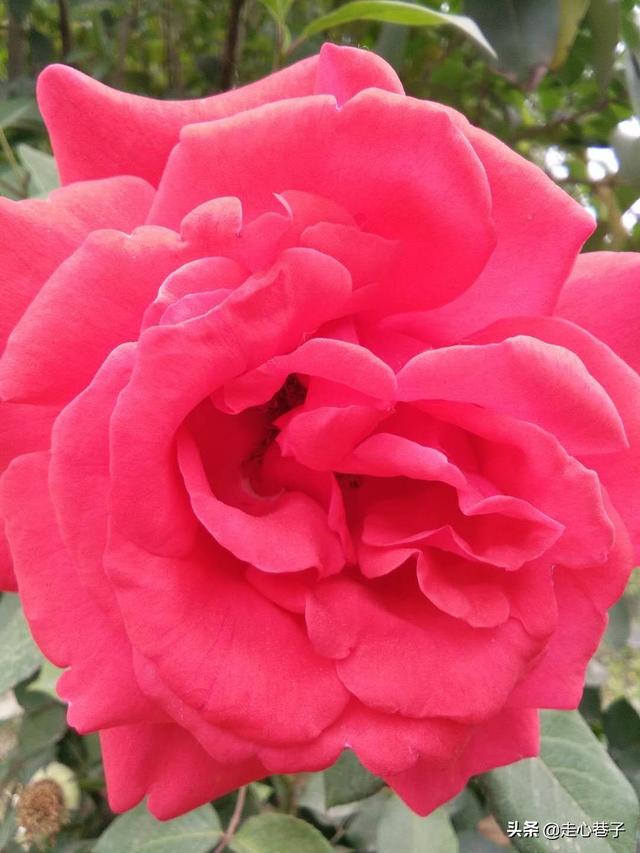 七夕订花图片(七夕订花广告语)