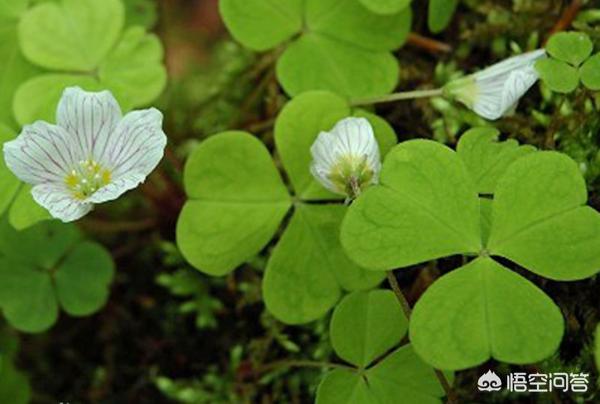 四叶草的花语用英语怎么说（四叶草的花语简短）