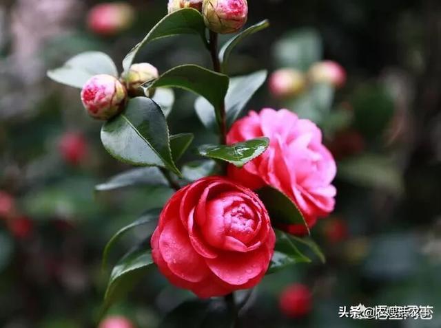盆栽茶花怎么养（盆栽茶花养殖方法）
