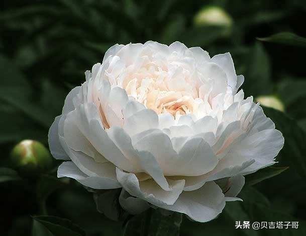 芍药花是什么样子的