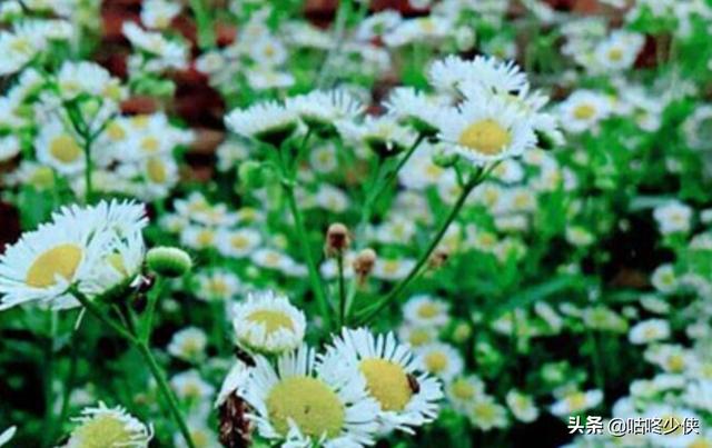 小雏菊的爱情花语（小雏菊花语寓意）