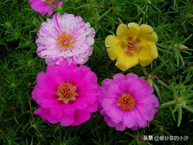 太阳花的特点和功效（太阳花有什么作用特点）