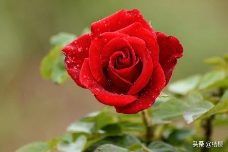 月季花语代表什么(月季花语大全 寓意)