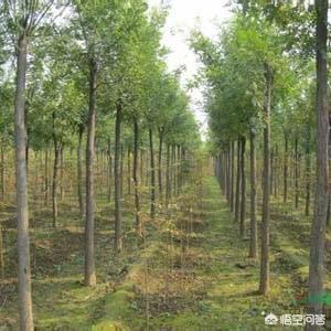 国槐价格10公分多少钱一棵(100公分国槐树价格表)