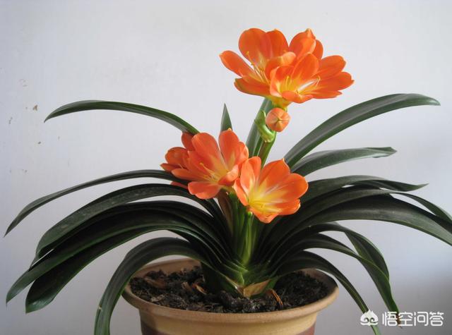 君子兰图片大全大图 种类_君子兰图片壁纸