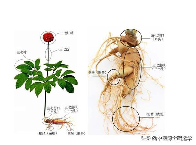 三七(三七粉的功效与作用及食用方法)