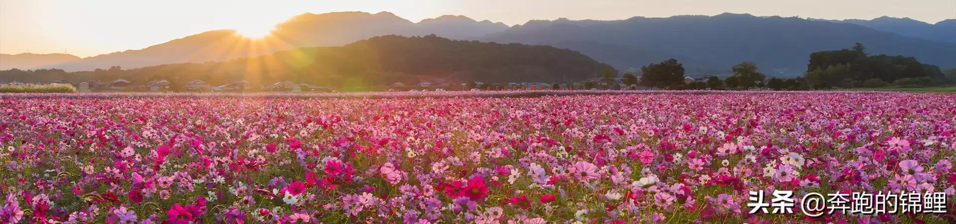 什么草坪四季常青不用修剪（什么品种草坪可以四季常绿）