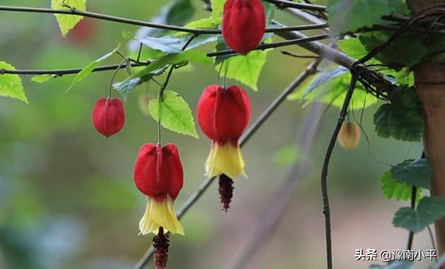 紫斑风铃草好养吗（紫斑风铃草是多年生吗）