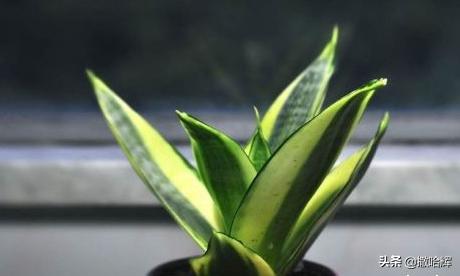 虎皮兰怎么养殖方法与技巧（虎皮兰养殖方法和技巧）