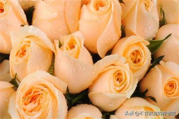 香槟玫瑰高清图片(香槟玫瑰高清图片素材)