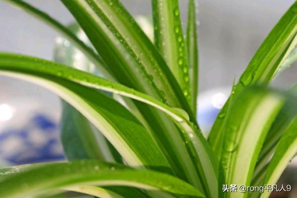 吊兰盆景图片大全欣赏(吊兰花盆图片大全)