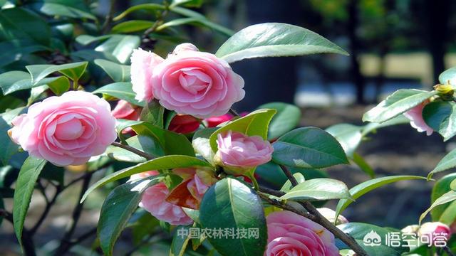 茶花的养殖方法和注意事项盆栽