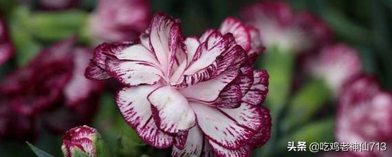 开过花的康乃馨可以扦插(买回来的康乃馨花可以扦插)