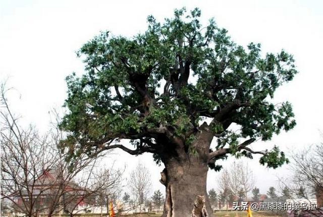 槐花长什么样子图片（槐花长什么样子呀）