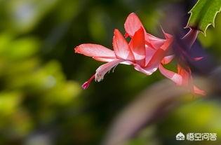 冬季的花有哪些花开（冬季都有什么花盛开）