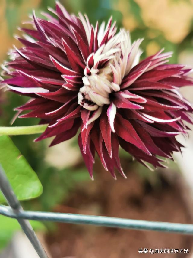 下载中州花木网（河南中州花艺盆景工程有限公司）