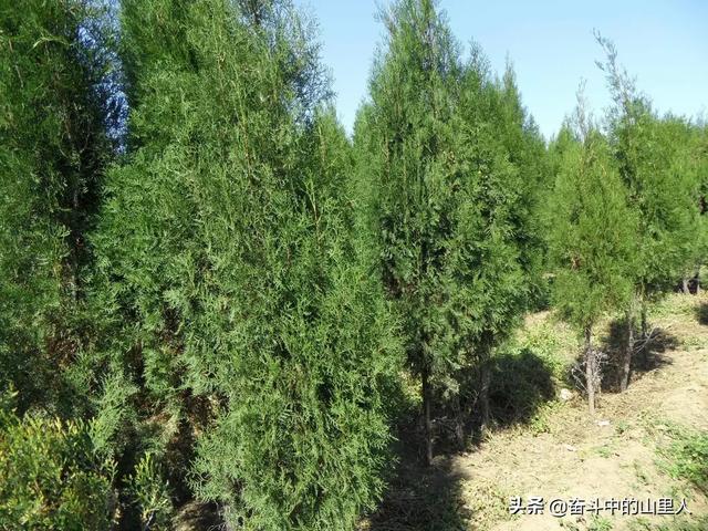 北方园林绿化苗木(北方绿化苗木种类)