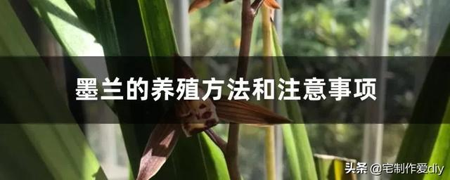 兰草花卉养护与栽培（兰草花怎么栽培和方法乡村搜罗记）