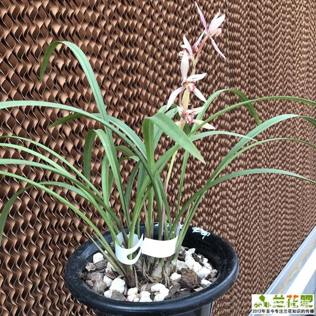兰花种植方法(兰花种植方法步骤)