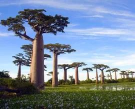 猴面包树的资料