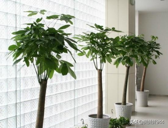 送给爱人的鲜花图片大全（给爱人鲜花祝福语图片）