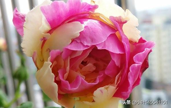 月季花图片简笔画手绘（月季花图片 手绘）