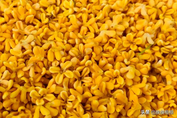 桂花蜜（桂花蜜制作方法全过程）