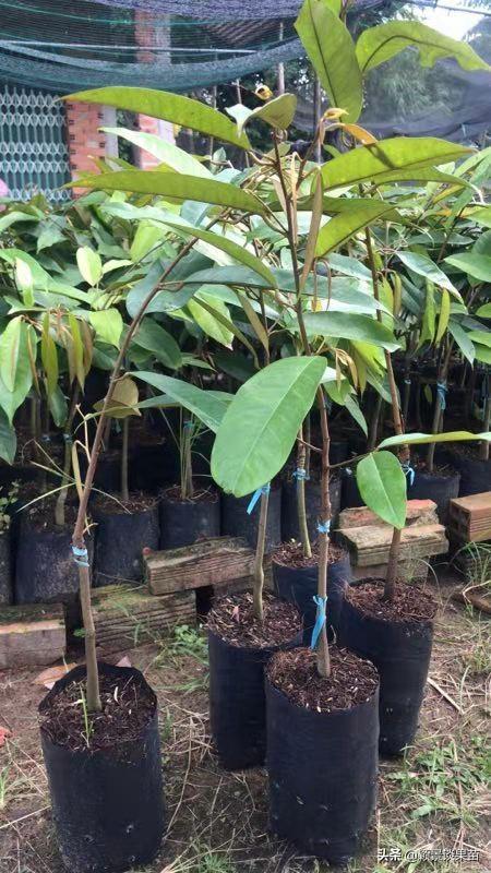 广西最大的苗木市场