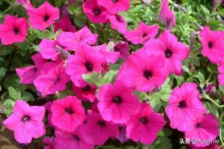 绿植图片大全欣赏(绿植图片大全大图)